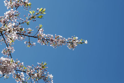 Low angle view of apple blossoms in spring against clear blue sky