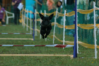 Dog jumping on field