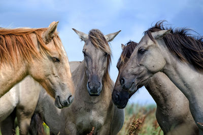 Horses standing at farm against sky