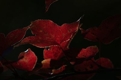 Close-up of red leaf against black background