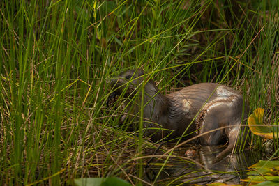 View of a bird on grass