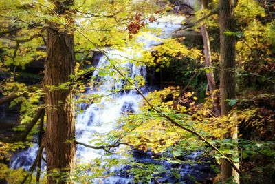 Stream amidst trees in forest