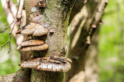 Close-up of mushroom growing on tree trunk