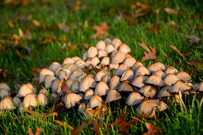 Close-up of mushrooms growing on field