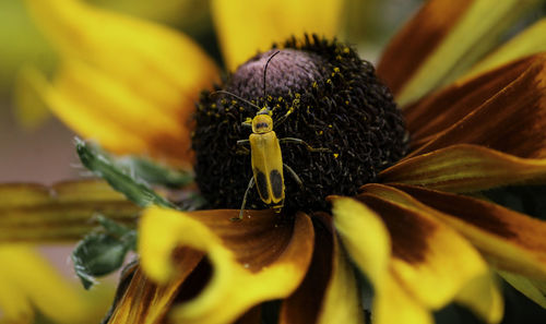 Macro of brightly colored insect on flower