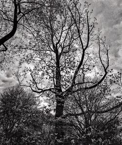 Bare trees against sky