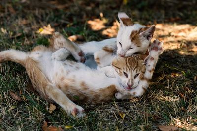 Cats relaxing on field