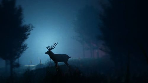 Silhouette of deer in forest