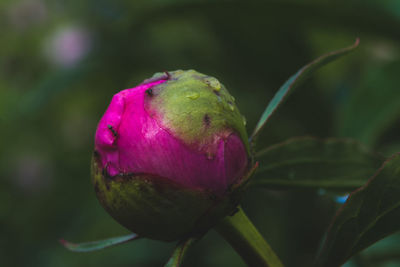 Close-up of flower