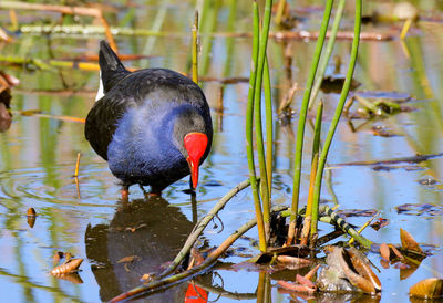 Close-up of a bird