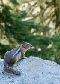 Close-up of chipmunk on rock against forest
