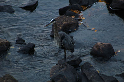 High angle view of bird on rock at lake