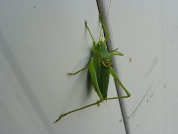 Close-up of insect on leaf