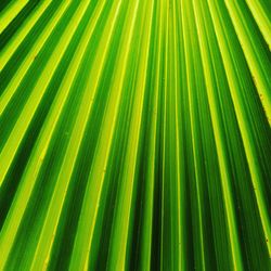 Full frame shot of palm leaves