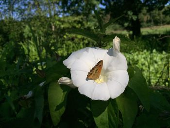 Close-up of insect on white flower