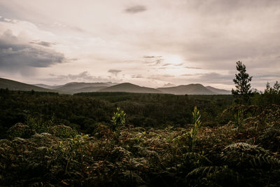 Plants growing on land against sky