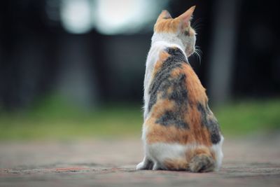 Close-up of a cat