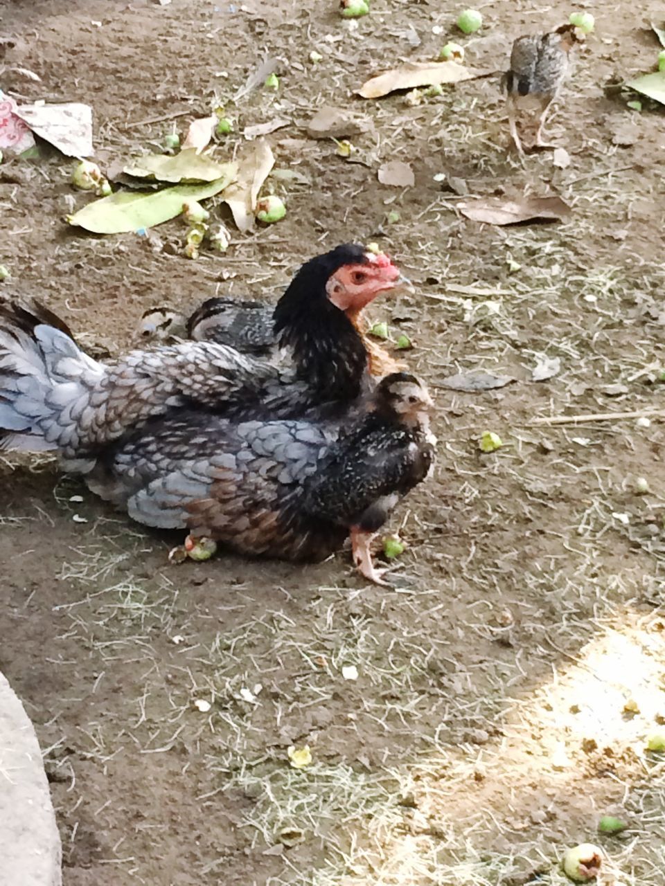 HIGH ANGLE VIEW OF BIRDS ON THE LAND