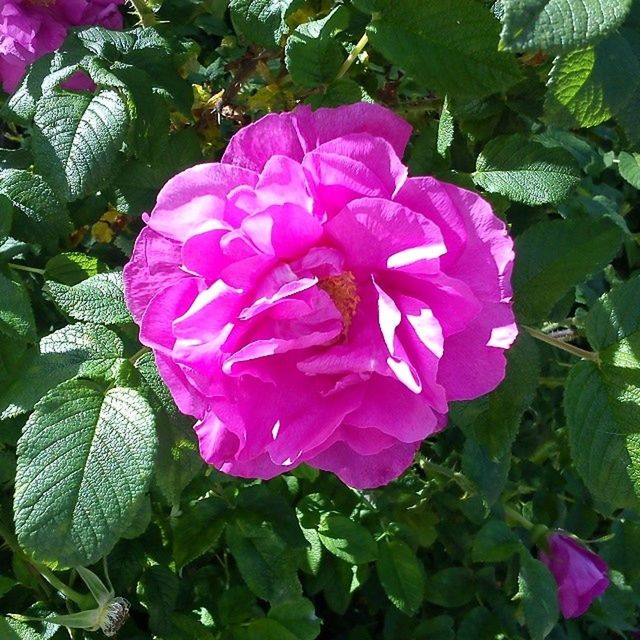 flower, freshness, growth, fragility, leaf, petal, flower head, beauty in nature, pink color, plant, purple, nature, blooming, close-up, green color, high angle view, in bloom, park - man made space, outdoors, no people