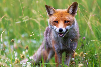 Close-up of fox on field