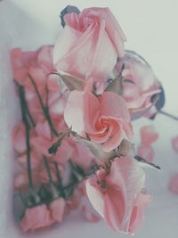 Close-up of pink rose growing on plant