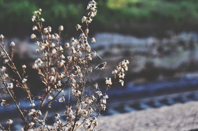 Close-up of frozen plant on land