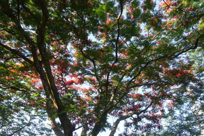 Low angle view of trees against sky