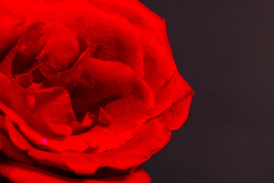 Close-up of red rose against black background