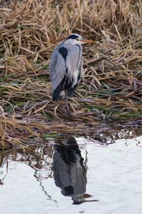 High angle view of gray heron perching on water