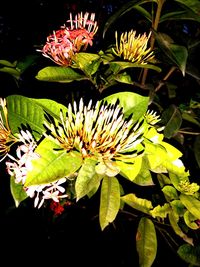 Close-up of flowering plant