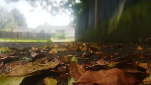Close-up of autumn leaves on tree