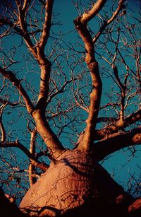 Low angle view of bare trees against clear sky