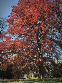 Trees in park