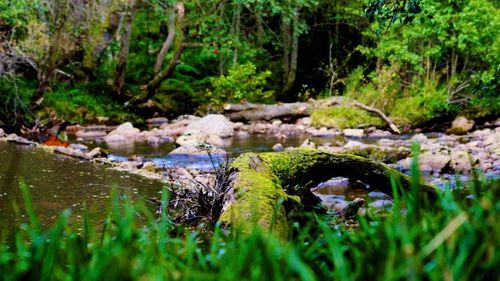 Surface level of river amidst trees in forest