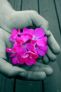 Close-up of hand holding pink flower