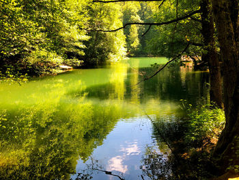 Reflection of trees on lake in forest