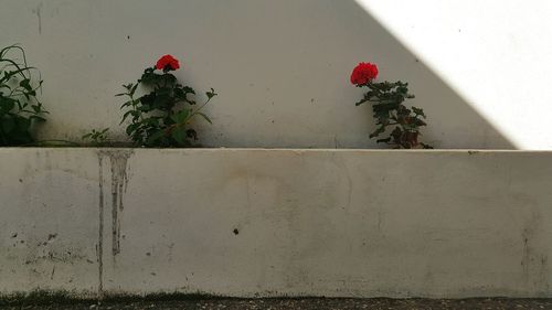 Plant growing on wall