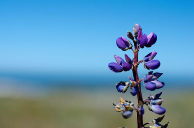 Close-up of purple flowering plant