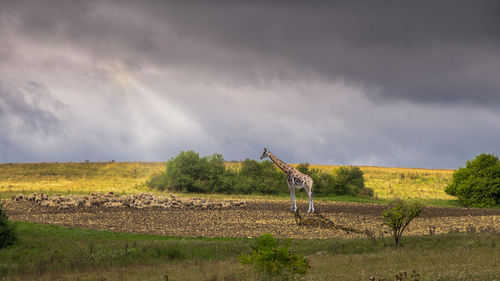 Horse standing on field against sky