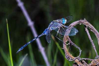 Close-up of insect on plant