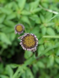 Close-up of flowering plant