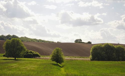 Scenic view of agricultural field against sky