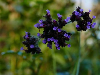 Close-up of purple flowering plants on field