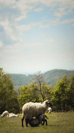 Sheep grazing on field against sky
