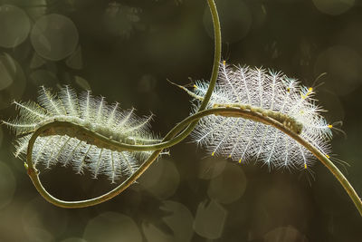 Close-up of plant