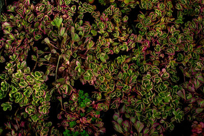 Full frame shot of fresh green leaves