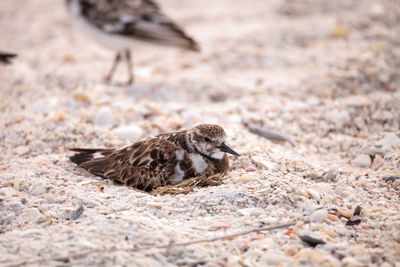 Nesting ruddy turnstone wading bird arenaria interpres along the shoreline of barefoot beach