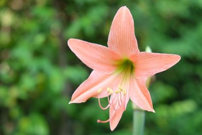 Close-up of pink flower