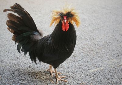 High angle view of rooster perching on field