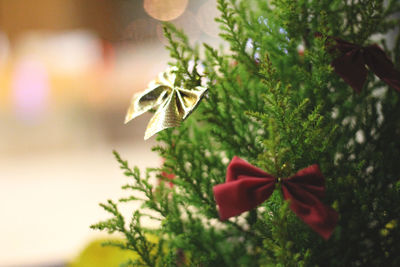 Close-up of christmas tree